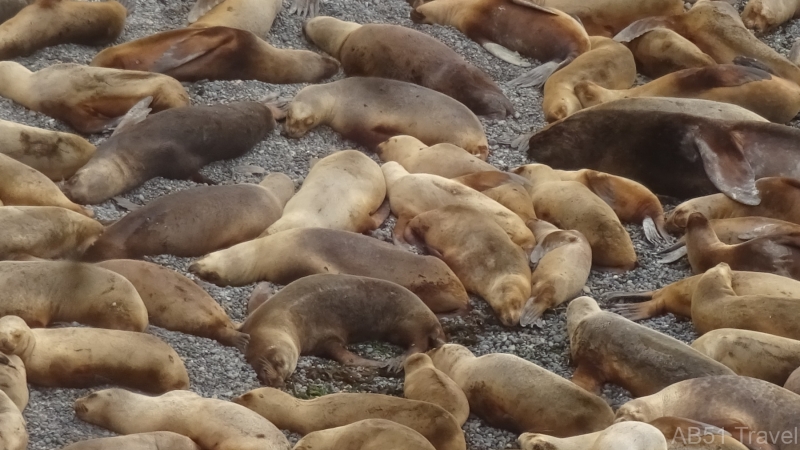 2024-09-27-17-Punta-Loma-sealion-colony