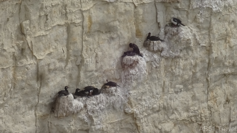 2024-09-27-22-Rock-shags-at-Punta-Loma