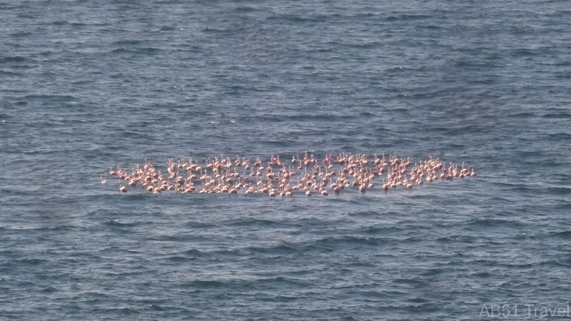 2024-09-27-50-Flamingos-at-Punta-Cuevas