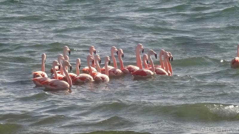 2024-09-27-61-Flamingos-at-Punta-Cuevas