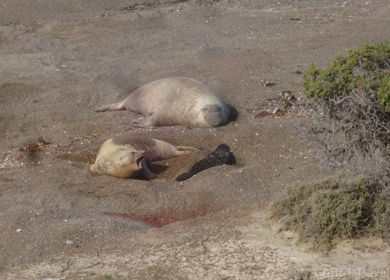 2024-09-28-105-Elephant-seal-colony-at-Punta-Norte-Valdes-Peninsula