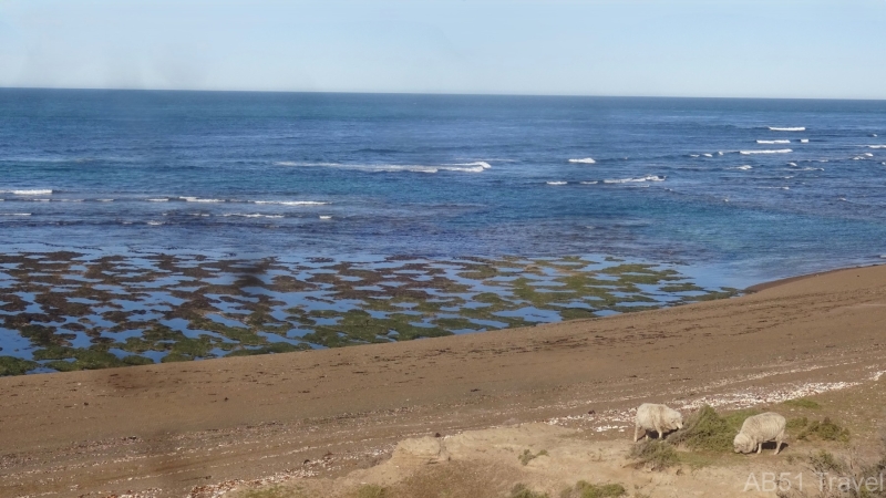 2024-09-28-110-Sheep-ignore-the-elephant-seal-colony-at-Punta-Norte-Valdes-Peninsula