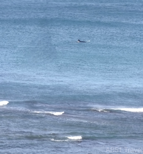 2024-09-28-52-Orca-at-Caleta-Valdes-Valdes-Peninsula