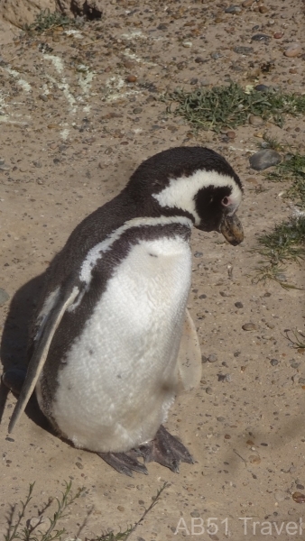 2024-09-28-82-Magellanic-Penguin-colony-north-of-Caleta-Valdes-Valdes-Peninsula