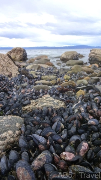 2024-10-06-04-Mussels-at-Wulaia-Ushuaia