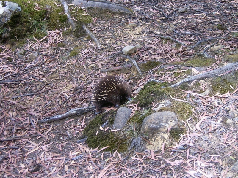 Echidna