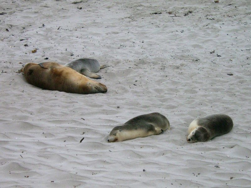 Seals on Kangaroo Island