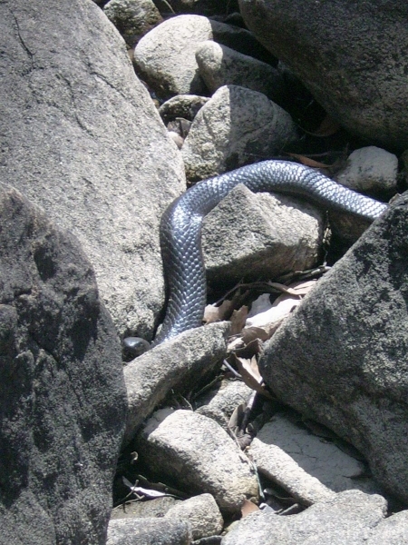 Tiger snake