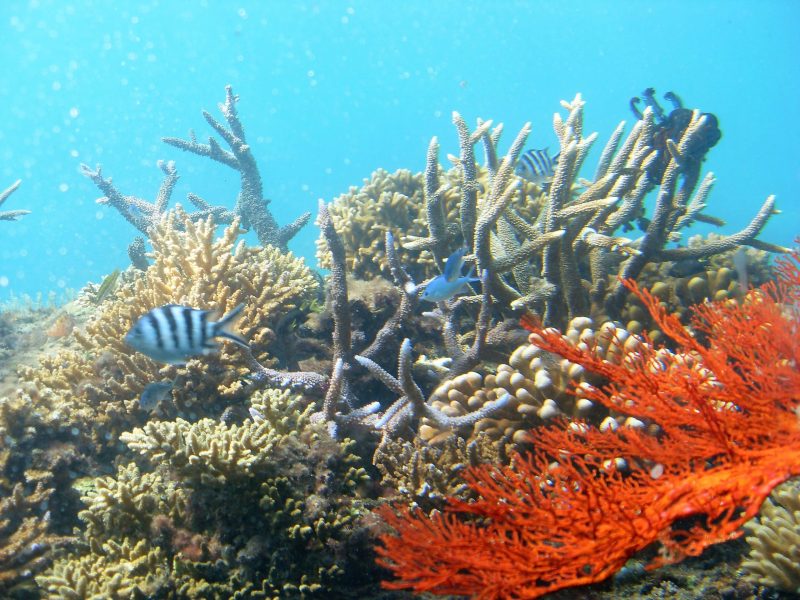 Great Barrier Reef