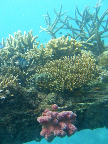 Great Barrier Reef