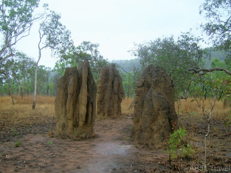 Termite hills