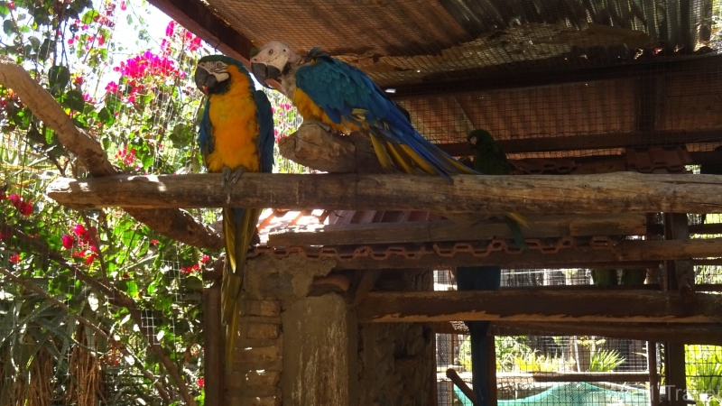 2024-08-14-38-Parque-de-Aves-Agroflori-Quillacollo