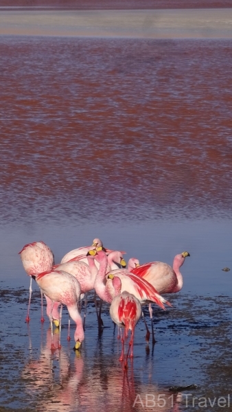 2024-09-01-165-Laguna-Colorada