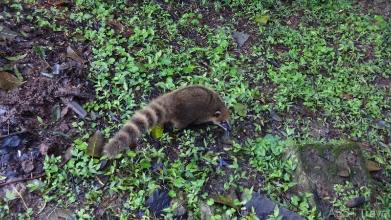 2024-07-01-24-Coati-Iguazu-Falls