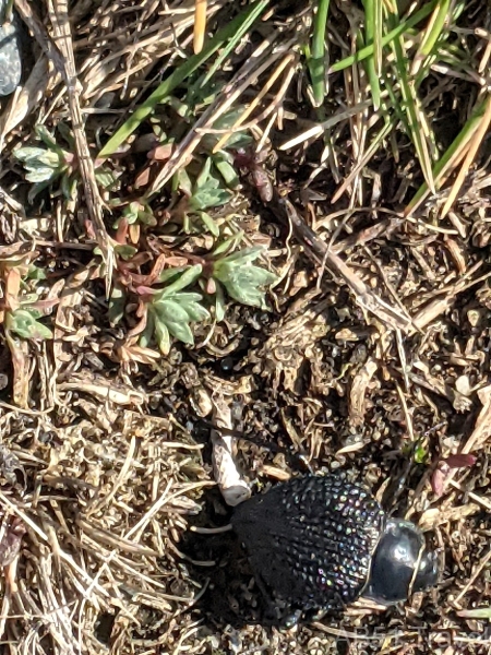 2024-10-17-14-Dung-beetle-at-King-Penguin-colony