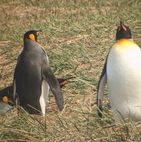 2024-10-17-25-King-Penguin-colony