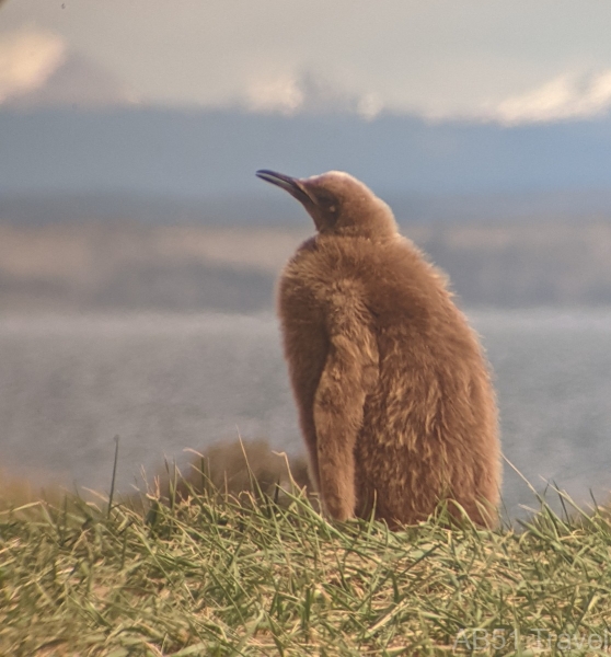 2024-10-17-30-King-Penguin-colony