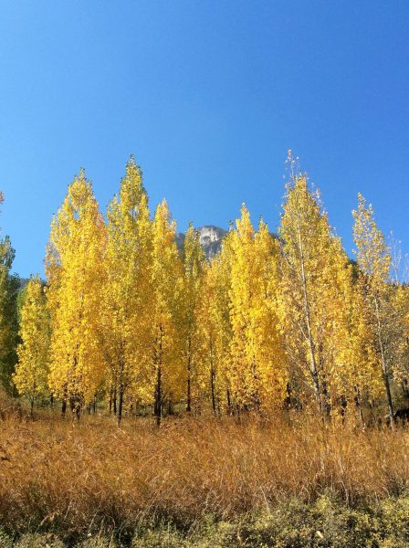 Golden leaves, Taihang Mountains, Henan