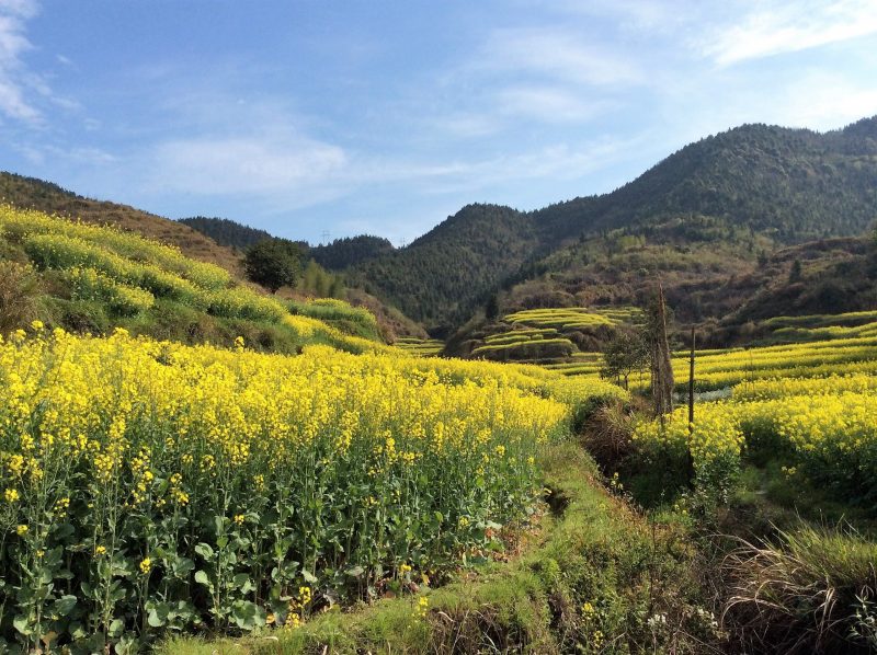 WuYuan