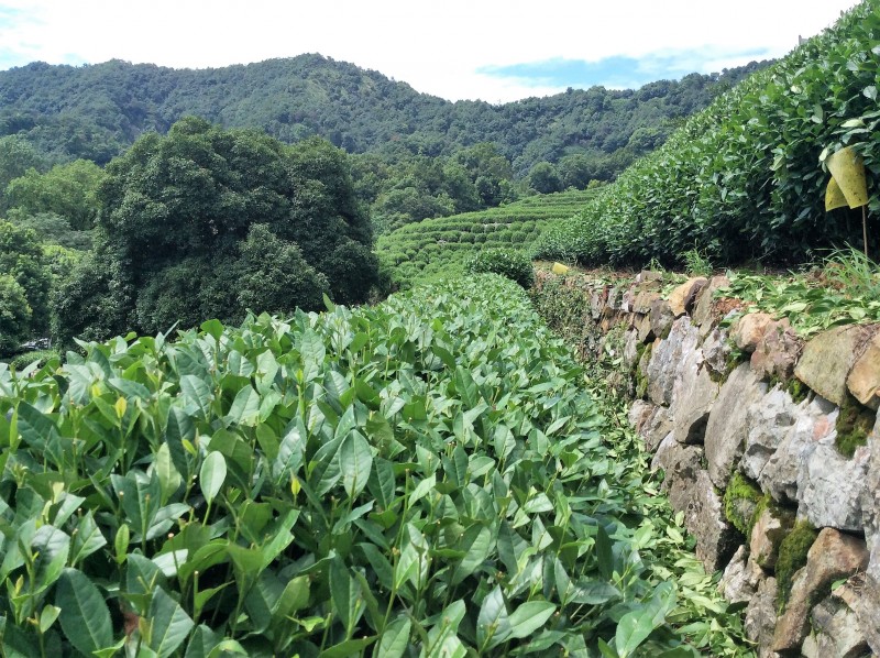 Tea plantation, Hangzhou