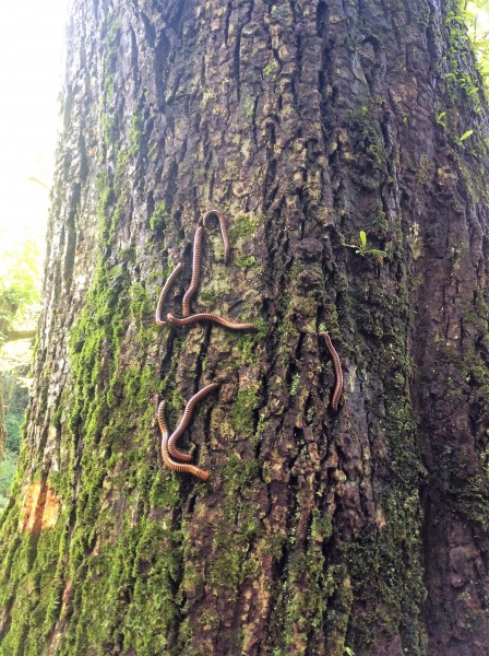 Millipedes, Hangzhou