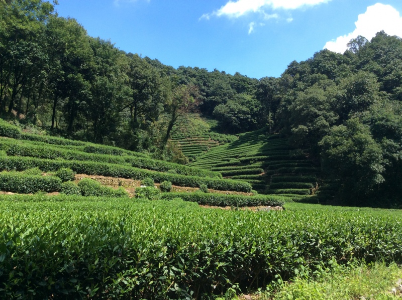 Tea plantation, Hangzhou