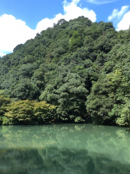 Tea plantation, Hangzhou