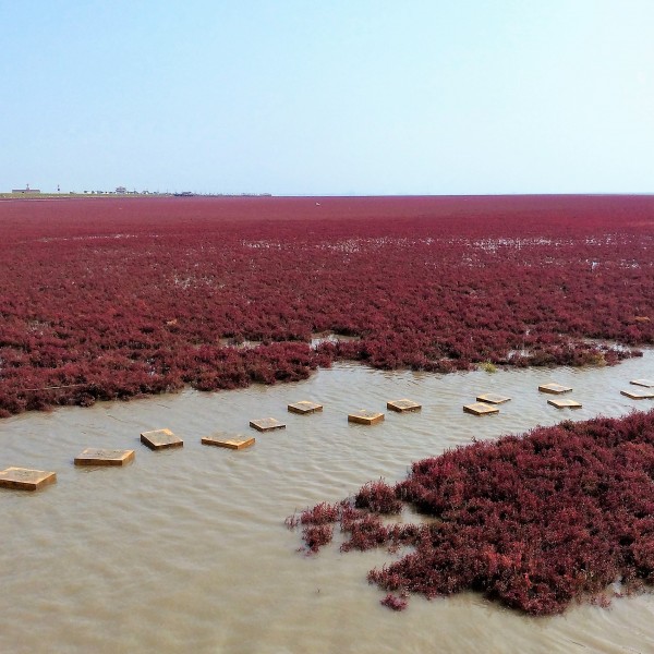 Panjin Red Beach, Panjin