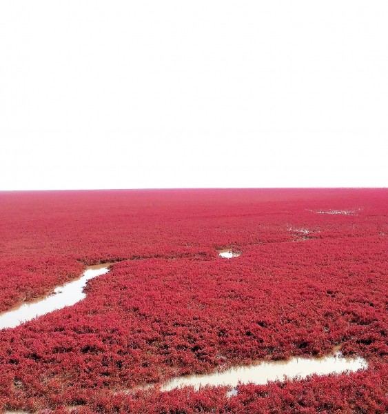 Panjin Red Beach, Panjin