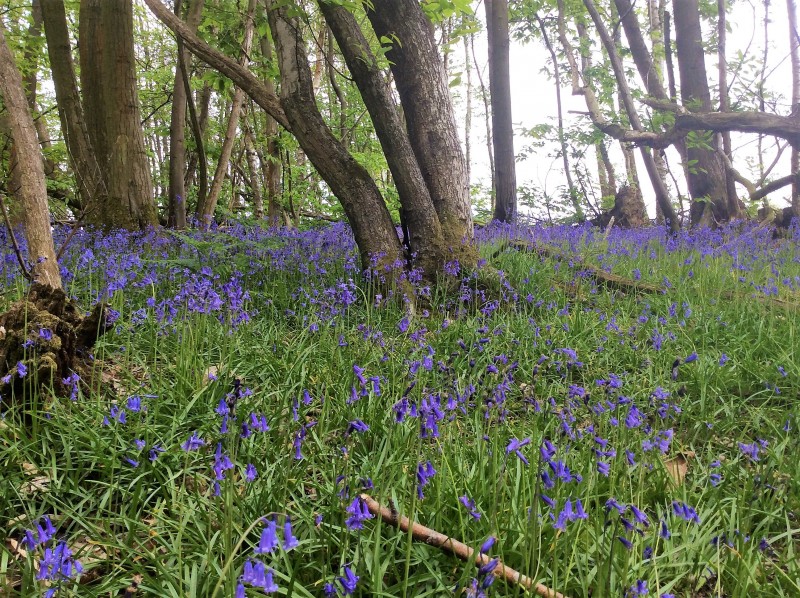 Bluebells, Hartfield