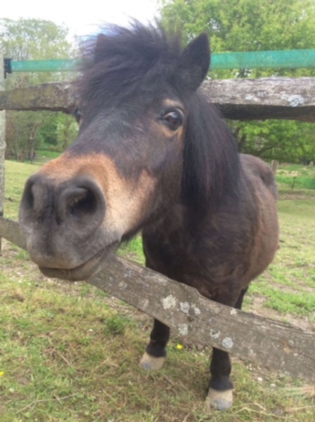 Horse, Hartfield