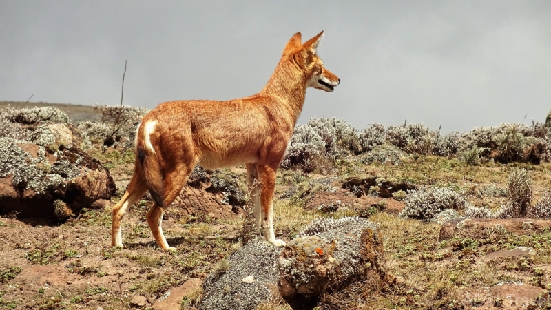 Ethiopian wolf 2