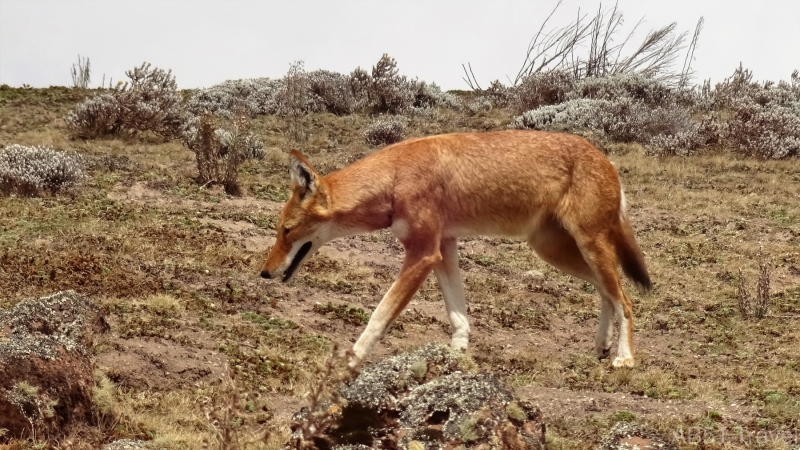 Ethiopian wolf