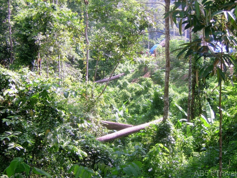 Bridges, Taman Negara