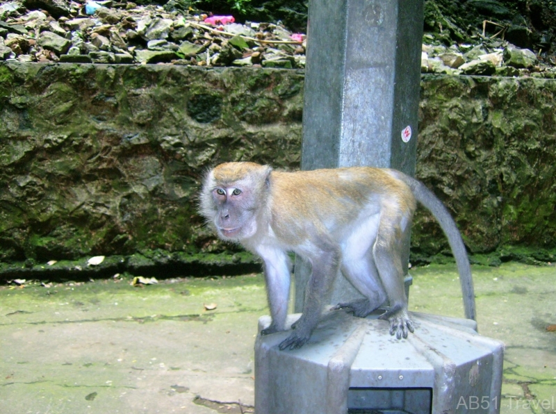 Macaque