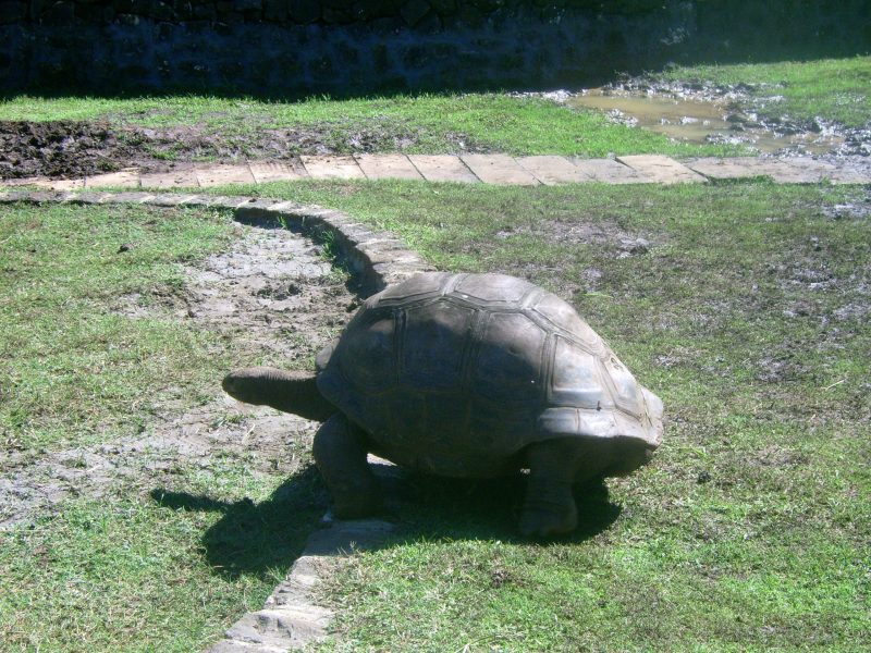 Giant tortoise at Pamplemousses