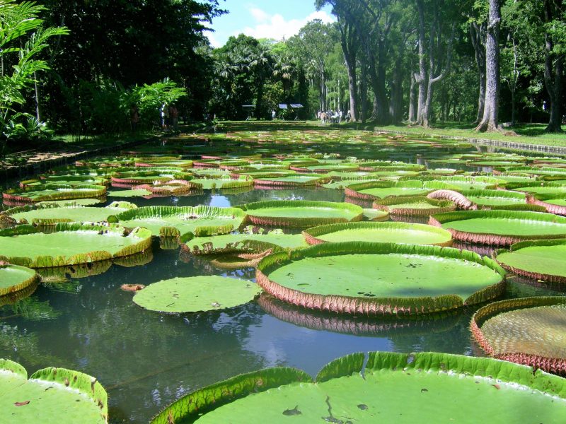 Giant water lilies in Pamplemousses