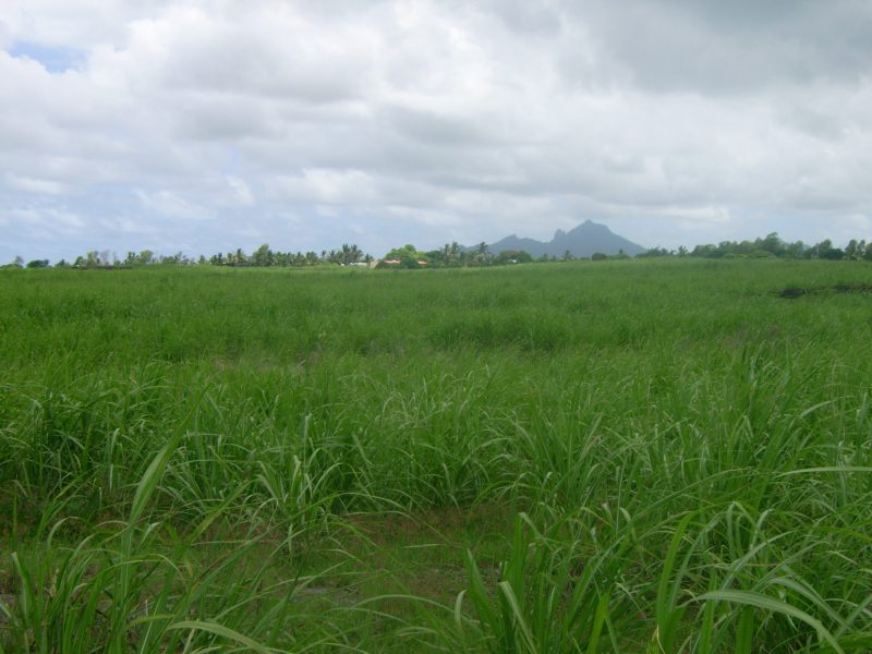 Sugar cane fields