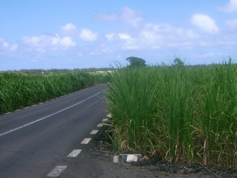 Sugar cane fields