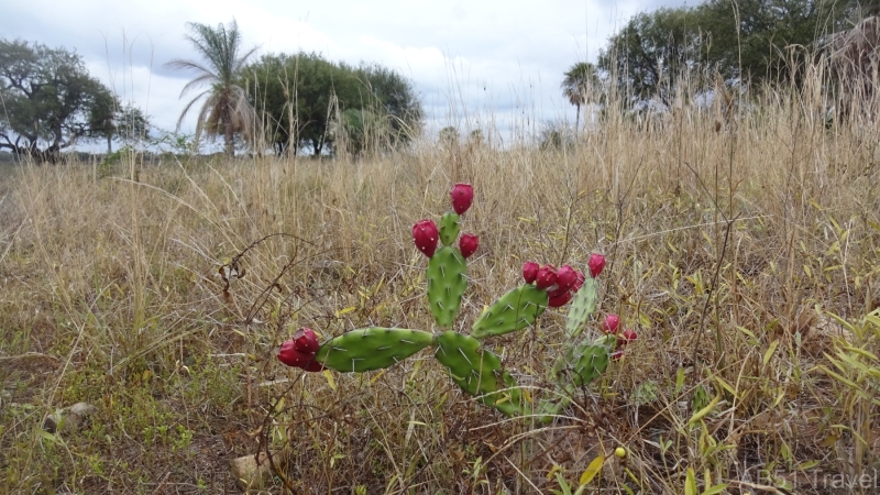 2024-07-11-104-Fuerte-Olimpco