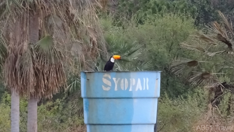 2024-07-11-105-Tocu-toucan-Fuerte-Olimpco