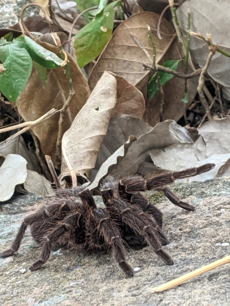 2024-07-11-13b-Tarantula-Fuerte-Olimpco