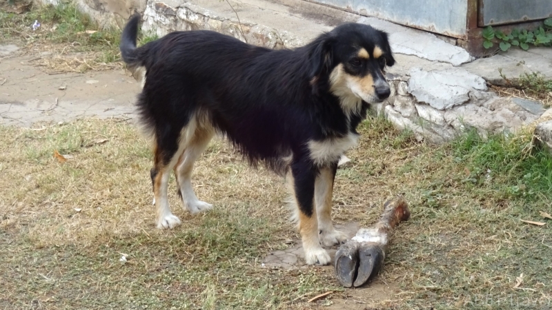 2024-07-11-44-Dog-with-hooved-leg-Fuerte-Olimpco