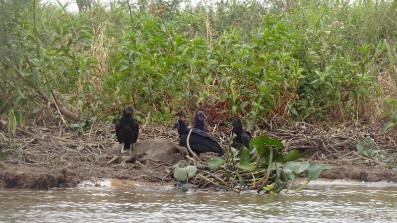 2024-07-13-30-Black-vultures-eating-capybara-Rio-Paraguay-Fuerte-Olimpco