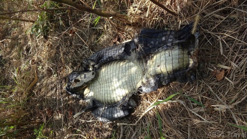 2024-07-14-26-Caiman-protected-species-killing-ground-Fuerte-Olimpco