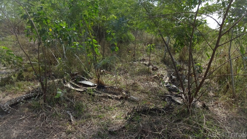 2024-07-14-32-Caiman-protected-species-killing-ground-Fuerte-Olimpco