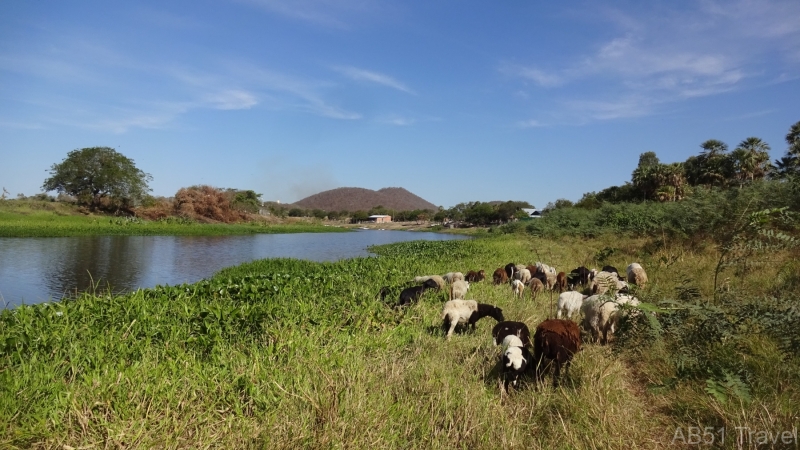 2024-07-16-33-Sheep-and-goats-Fuerte-Olimpco