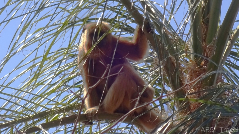 2024-07-17-21-Black-Howler-Tres-Hermanos-Hill-Fuerte-Olimpco