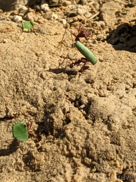 2024-07-17-30d-Leafcutter-ants-Fuerte-Olimpco