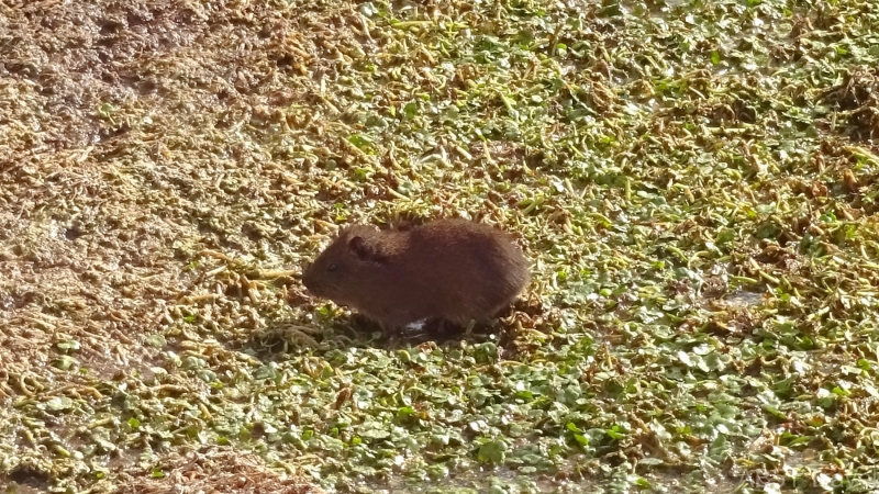 2024-08-09-13-Guinea-pig